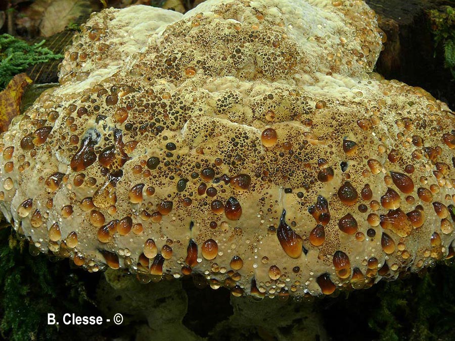 Pseudoinonotus dryadeus (Inonotus dryadeus)